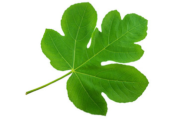 Beautiful fresh fig leaf isolated on the white backround
