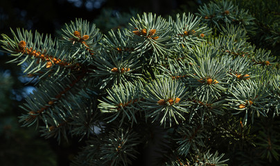 closeup background of branches with needles and cones in the sun