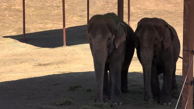 4K. Ultra HD. Fangless elephants cool off by herbs in their body. Close up of an African elephant with depigmented skin on the forehead and ears. African elephant, Elephas maximus, eating in the zoo.