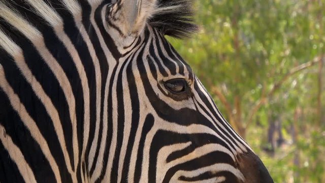 4K. Ultra HD. Zebra's eye close-up. Zebra looking around. Near the camera. South Africa. South African wild animals.