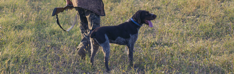 Hunter with a german drathaar and spaniel, pigeon hunting with dogs in reflective vests	