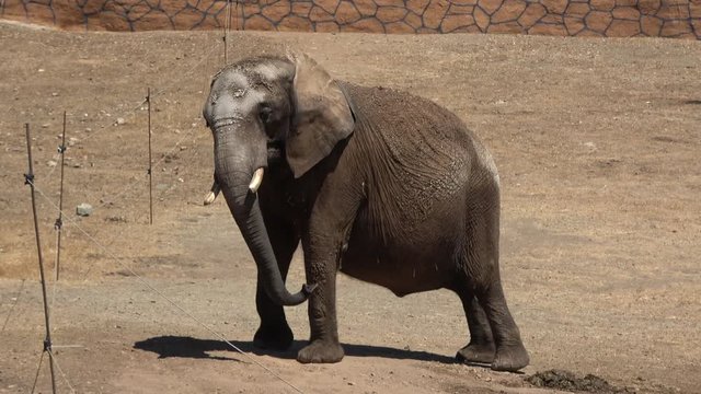 4K Ultra HD Fangless elephant in motion, dances swinging from side to side. Close up of an African elephant with depigmented skin on the forehead and ears. African elephant, Elephas maximus,  zoo.
