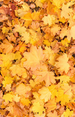 Red and Orange Autumn Leaves Background, Golden autumn in warm colors