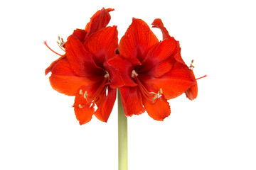Red amaryllis flower in bloom isolated on a white background - obrazy, fototapety, plakaty