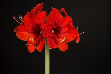 Red amaryllis flower in bloom isolated on a black background