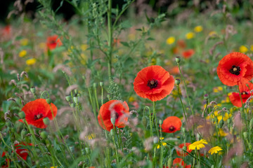 Red poppies growing in a field of colourful wild flowers, photographed in the early morning sun in Gunnersbury, West London UK. 