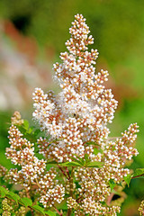 Blühende Astilbe, Prachtspiere