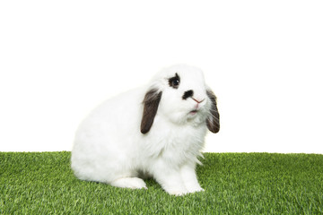 Black and white rabbit seen from the side sitting on grass on a white backgroundg