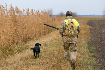 Hunter with a german drathaar and spaniel, pigeon hunting with dogs in reflective vests	