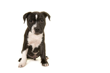 Cute black and white stafford terrier puppy looking at the camera