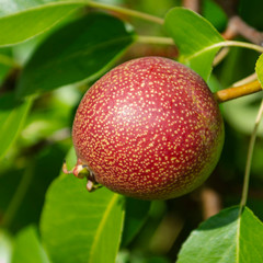 Pear tree. Pear green garden with fruit.