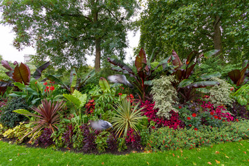 Flowers and plants in a garden