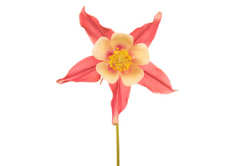 Wild columbine flower in bloom isolated on a white background