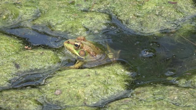 4K. Ultra HD. Frog in swamp of murky water, full of green algae with abundance of frog species. Wildlife. Frog breathing. Nature.