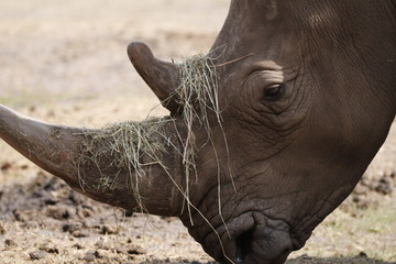 Rhino Auge
