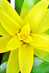 Obraz premium Flower