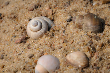 Several spiraled shells on the sand close-up.