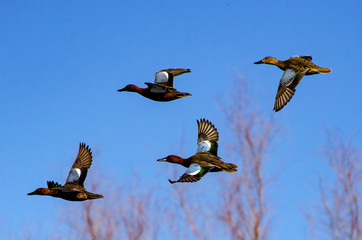 Cinnamon Teals Formation Flight