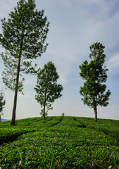 Tea gardens in the foothills of western ghat