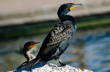 Double Crested King