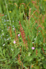 Rumex acetosa plant