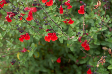 Salvia coccinea 