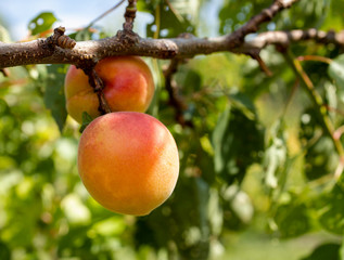 Zwei vollreife Marillen am Baum hängend