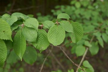 Viburnum plicatum