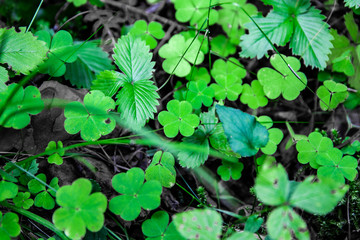 Wild green shamrocks in a Finnish forest.