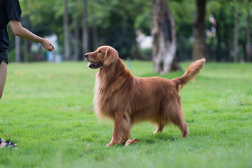 Cute golden retriever playing in the park grass