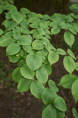 Viburnum plicatum fresh foliage