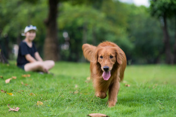 Cute golden retriever playing in the park grass