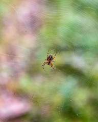 Spider in the web macro photo. Shallow depth of field.