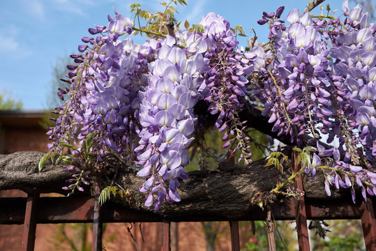 Wisteria Sinensis 