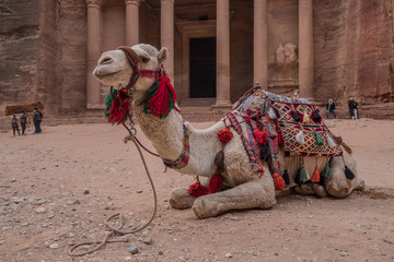 Two bedouin camels rests near the treasury Al Khazneh carved into the rock at Petra, Jordan. Petra is one the New Seven Wonders of the World