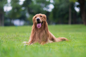 Cute golden retriever playing in the park grass