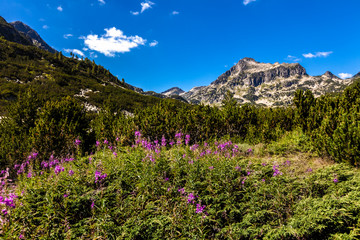 Obraz premium Pirin Mountains