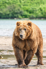 Fototapeta na wymiar Ruling the landscape, brown bears of Kamchatka (Ursus arctos beringianus)