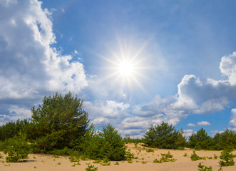 Obraz premium pine tree forest on a sand under a sparkle summer sun