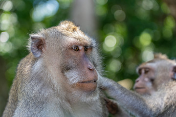 Wild monkey family at sacred monkey forest in Ubud, island Bali, Indonesia