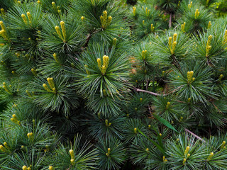 Closeup photo of green needle pine tree on the right side of picture. Small pine cones at the end of branches. Blurred pine needles in background