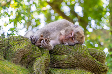 Wild monkey family at sacred monkey forest in Ubud, island Bali, Indonesia
