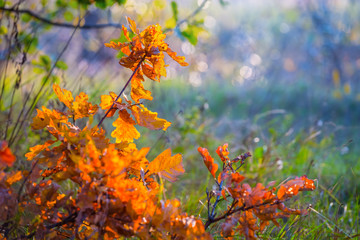 closeup oak tree branch in the autumn forest glade