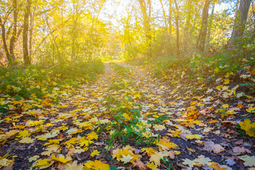 closeup red maple autumn forest in a sunlight