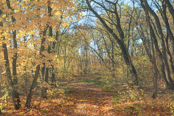 road through the red autumn forest