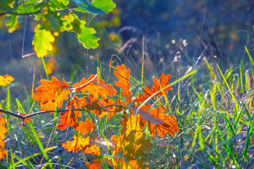 closeup oak tree branch in the autumn forest