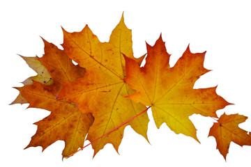 Fototapeta premium closeup red dry maple leaves on a white background