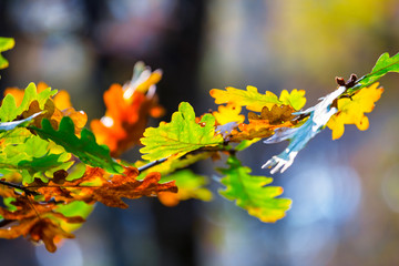 closeup varicoloured oak tree branch in a autumn forest, good natural background