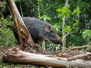 Wild boar at Victoria Peak in Hong Kong