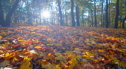 beautiful closeup red maple autumn forest glade in a sunlight